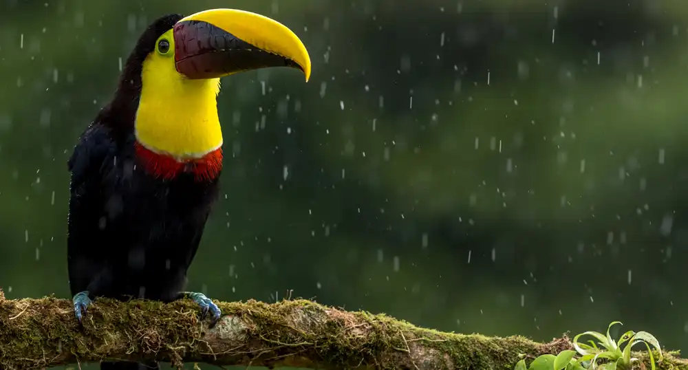 Toucan sits on a tree branch in the rain